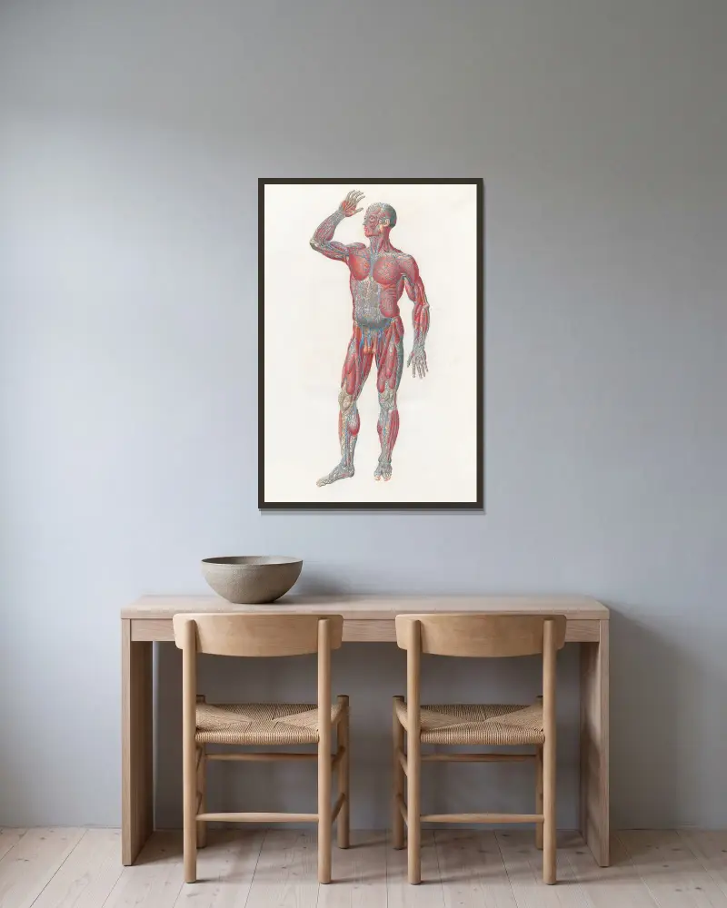Anatomia Universale Pl. 01 von Antonio Serantoni gerahmt an einer Wand
