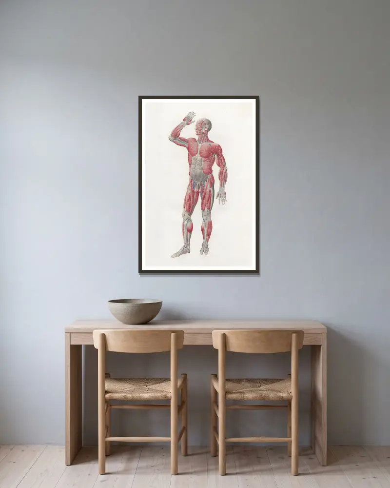 Anatomia Universale Pl.04 von Antonio Serantoni gerahmt an einer Wand