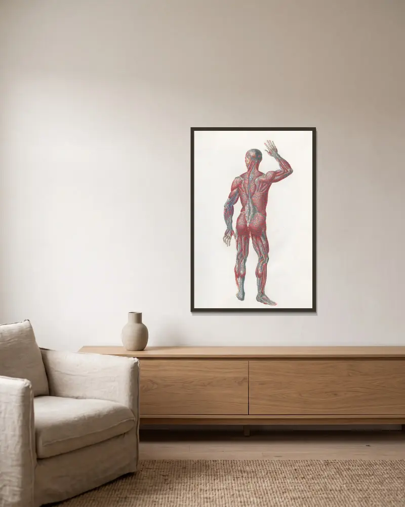 Anatomia Universale Taf. 07 von Antonio Serantoni gerahmt an einer Wand