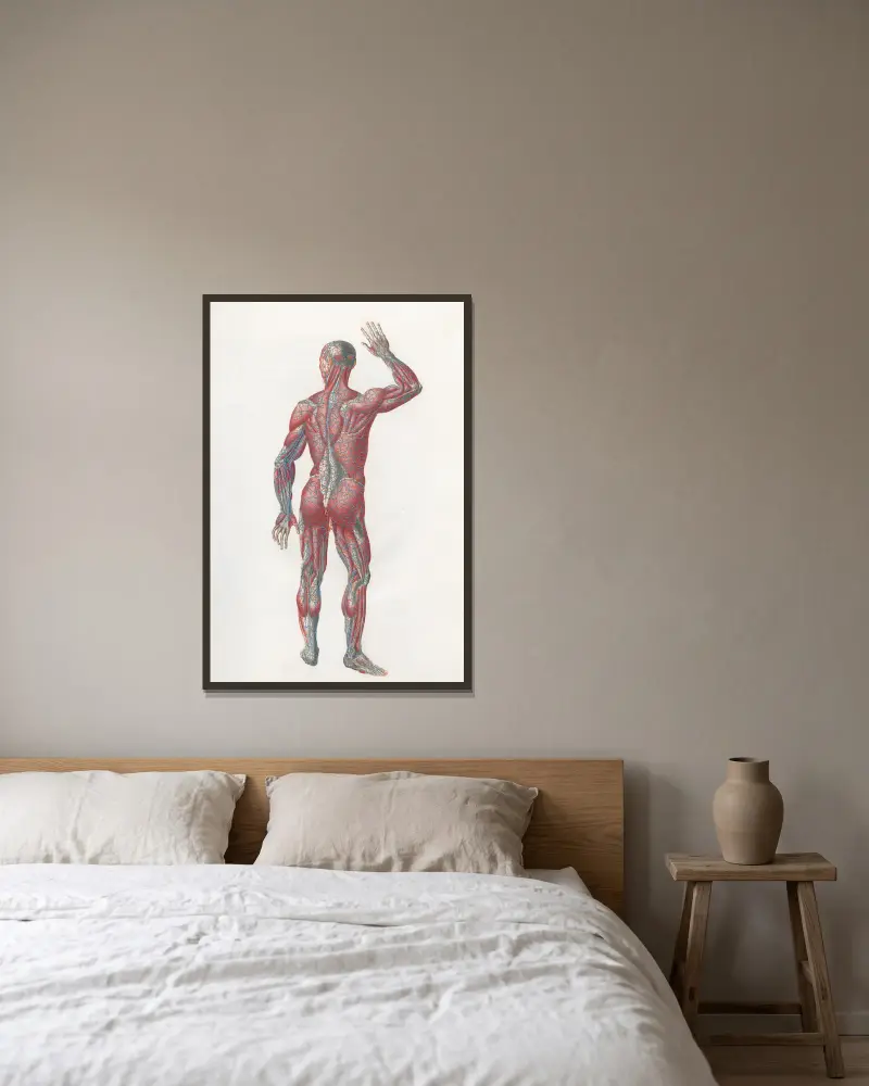Anatomia Universale Taf. 07 von Antonio Serantoni gerahmt an einer Wand