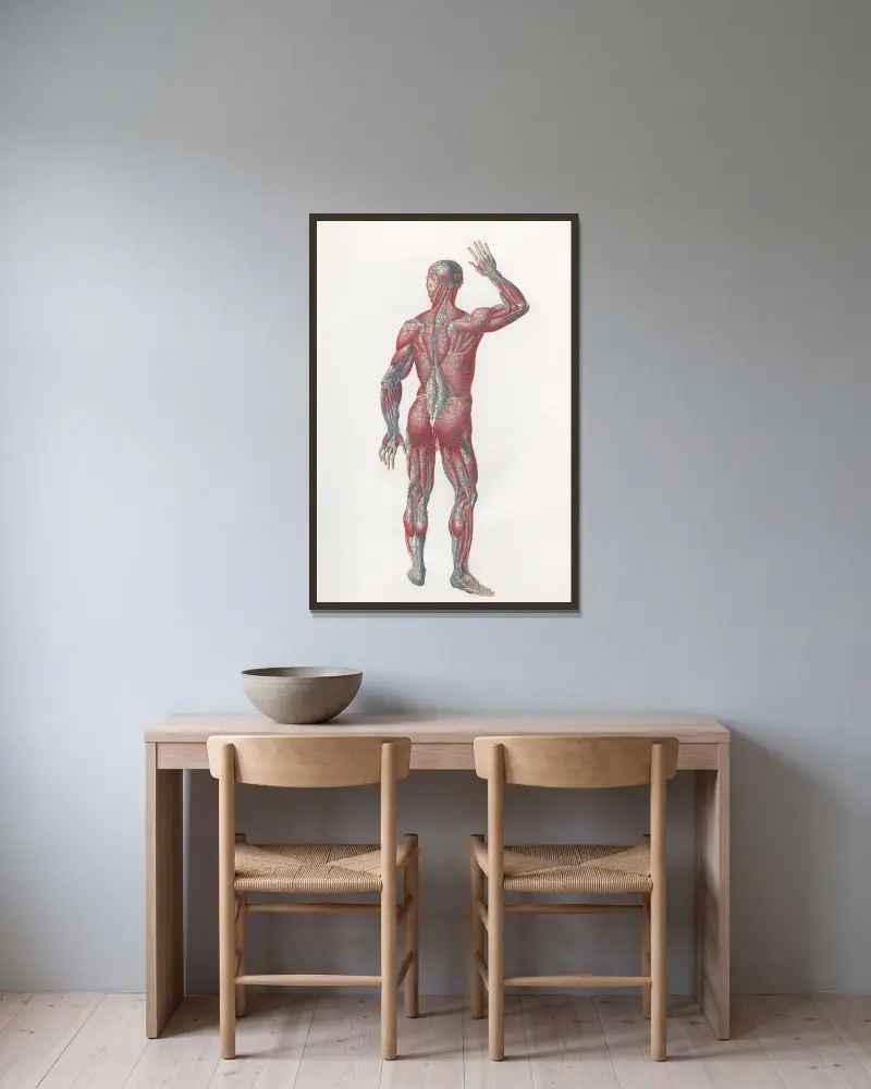 Anatomia Universale Taf. 07 von Antonio Serantoni gerahmt an einer Wand
