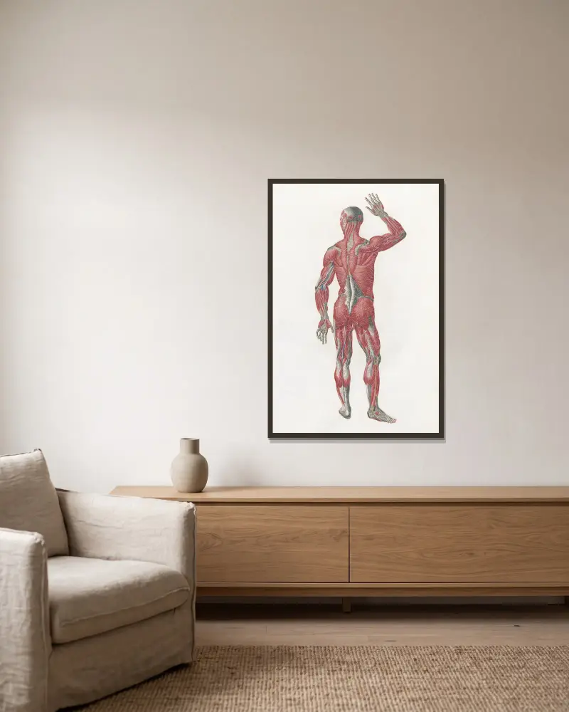 Anatomia Universale Pl.10, Antonio Serantoni v rámu na stěně