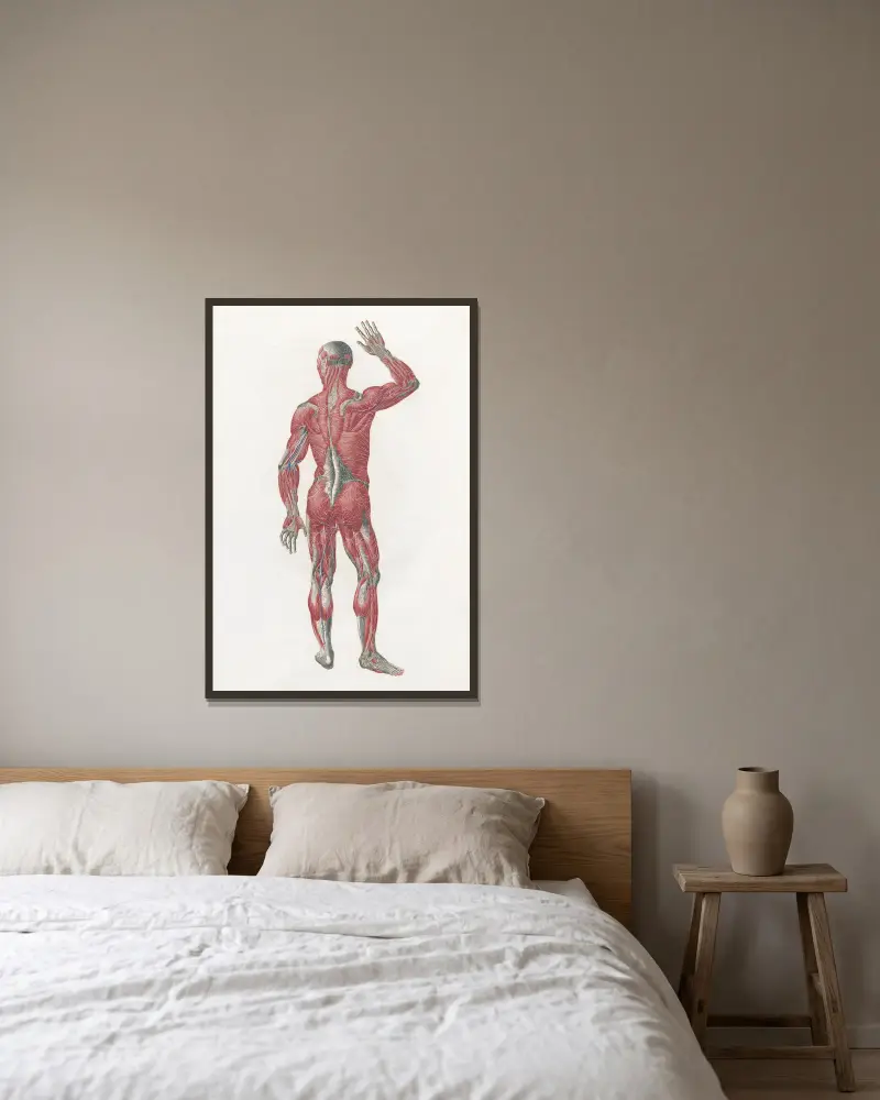 Anatomia Universale Pl.10, Antonio Serantoni v rámu na stěně