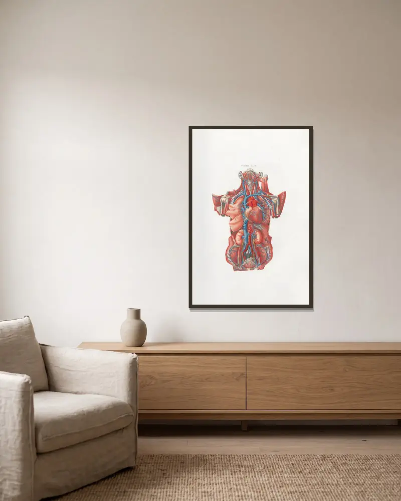 Anatomia Universale Pl. 13 von Antonio Serantoni gerahmt an einer Wand