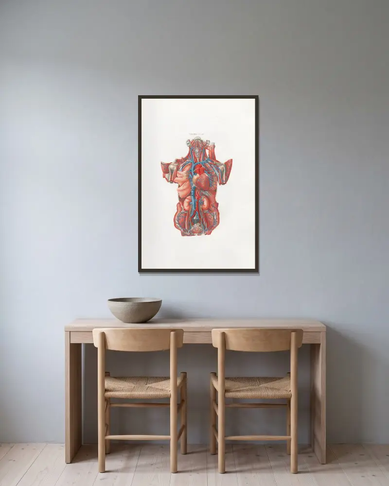 Anatomia Universale Pl. 13 von Antonio Serantoni gerahmt an einer Wand