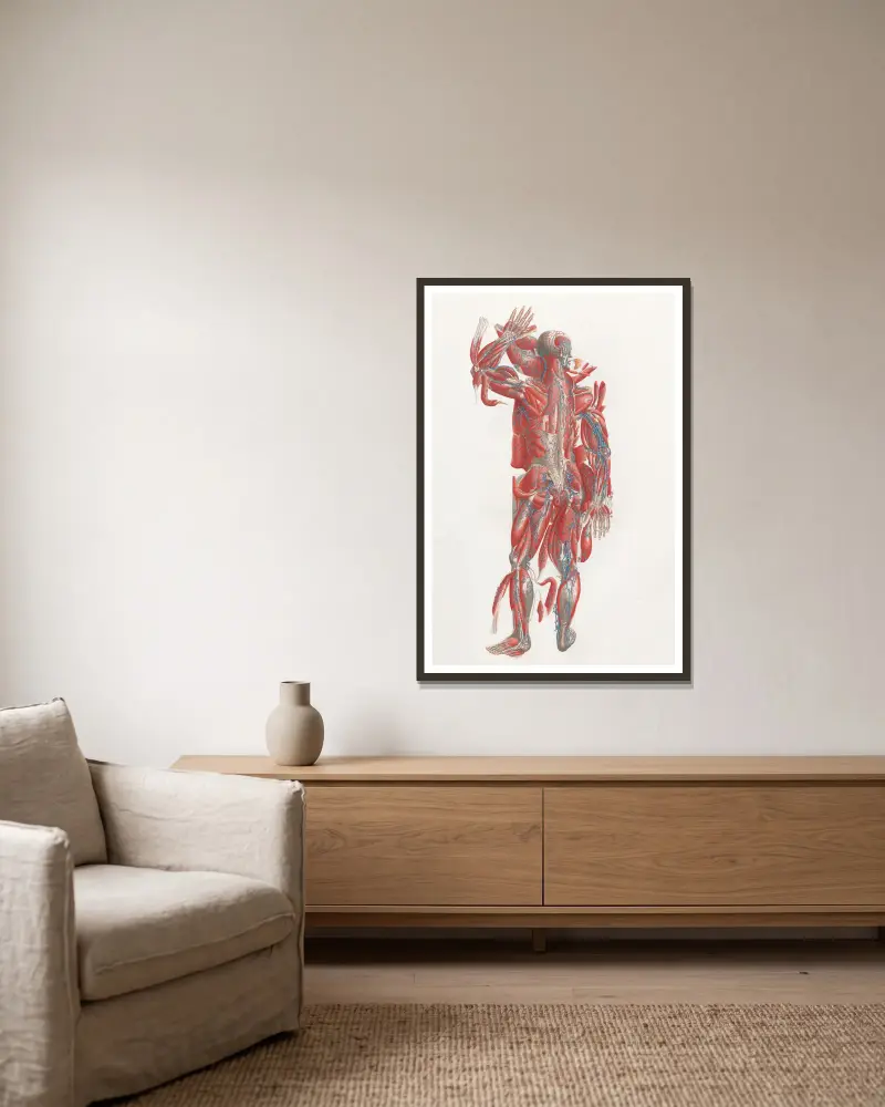 Anatomia Universale Pl.40, Antonio Serantoni w ramie na ścianie