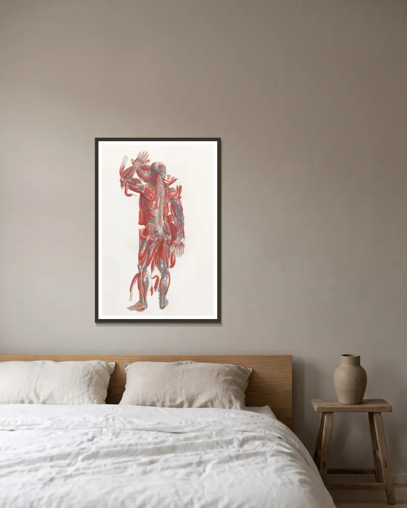 Anatomia Universale Pl.40, Antonio Serantoni w ramie na ścianie