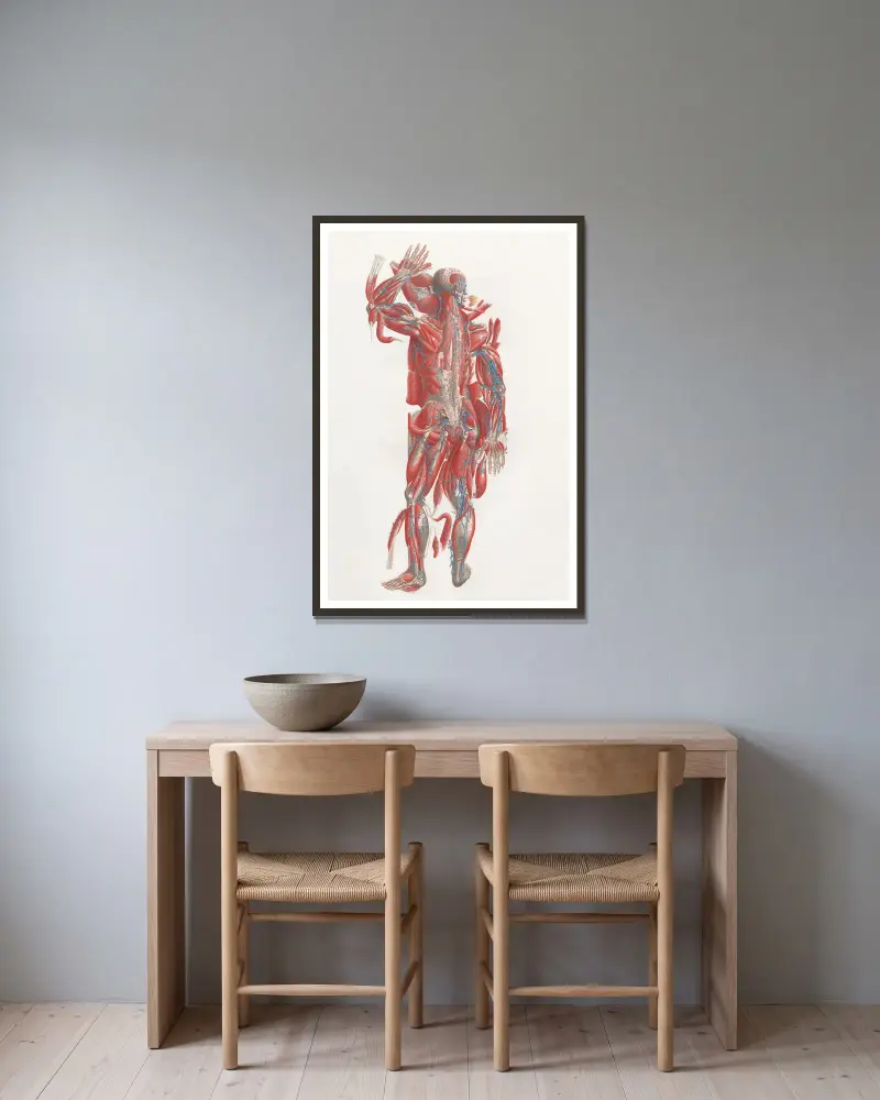 Anatomia Universale Pl.40, Antonio Serantoni w ramie na ścianie