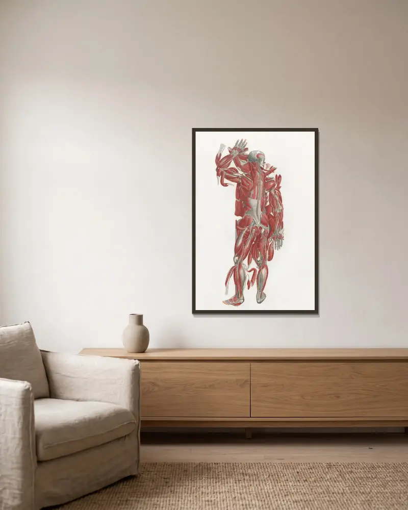 Anatomia Universale Taf. 43 von Antonio Serantoni gerahmt an einer Wand