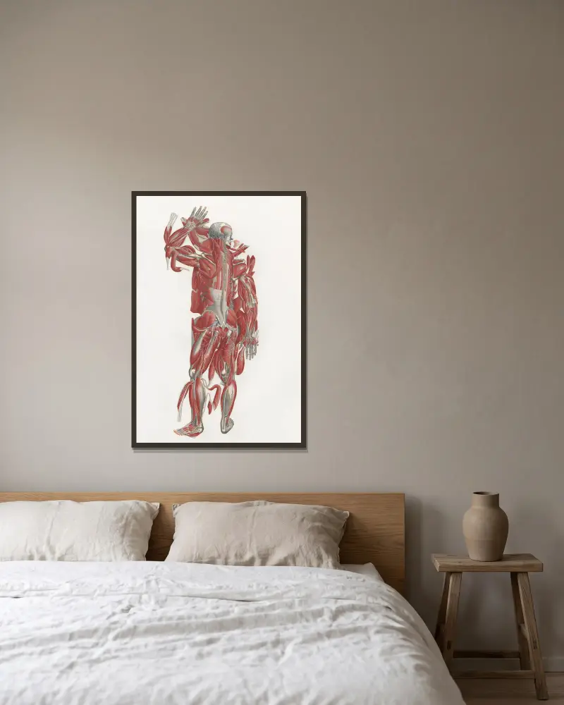 Anatomia Universale Taf. 43 von Antonio Serantoni gerahmt an einer Wand