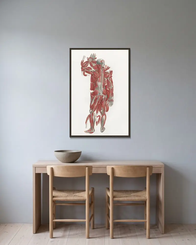 Anatomia Universale Taf. 43 von Antonio Serantoni gerahmt an einer Wand
