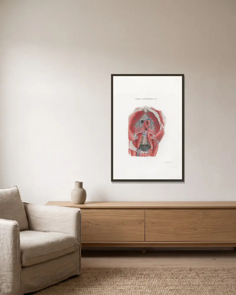 Anatomia Universale Pl.48, Antonio Serantoni v rámu na stěně
