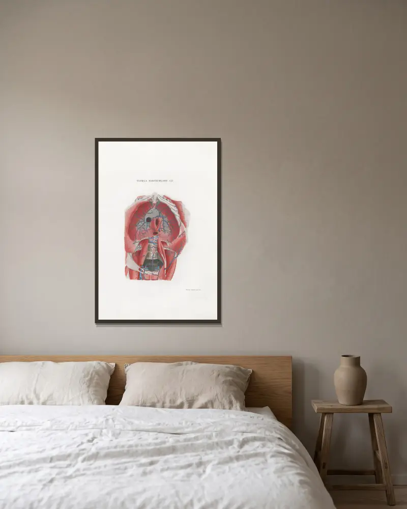 Anatomia Universale Pl.48, Antonio Serantoni v rámu na stěně