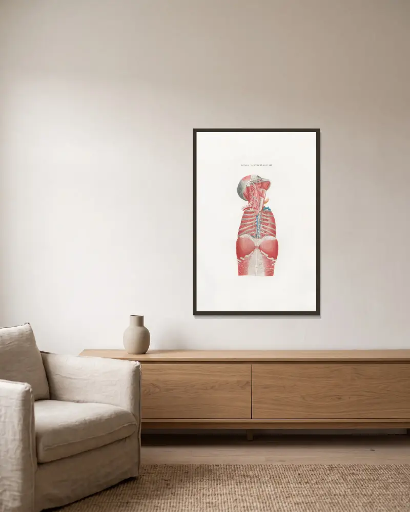 Anatomia Universale Pl. 49, Antonio Serantoni w ramie na ścianie