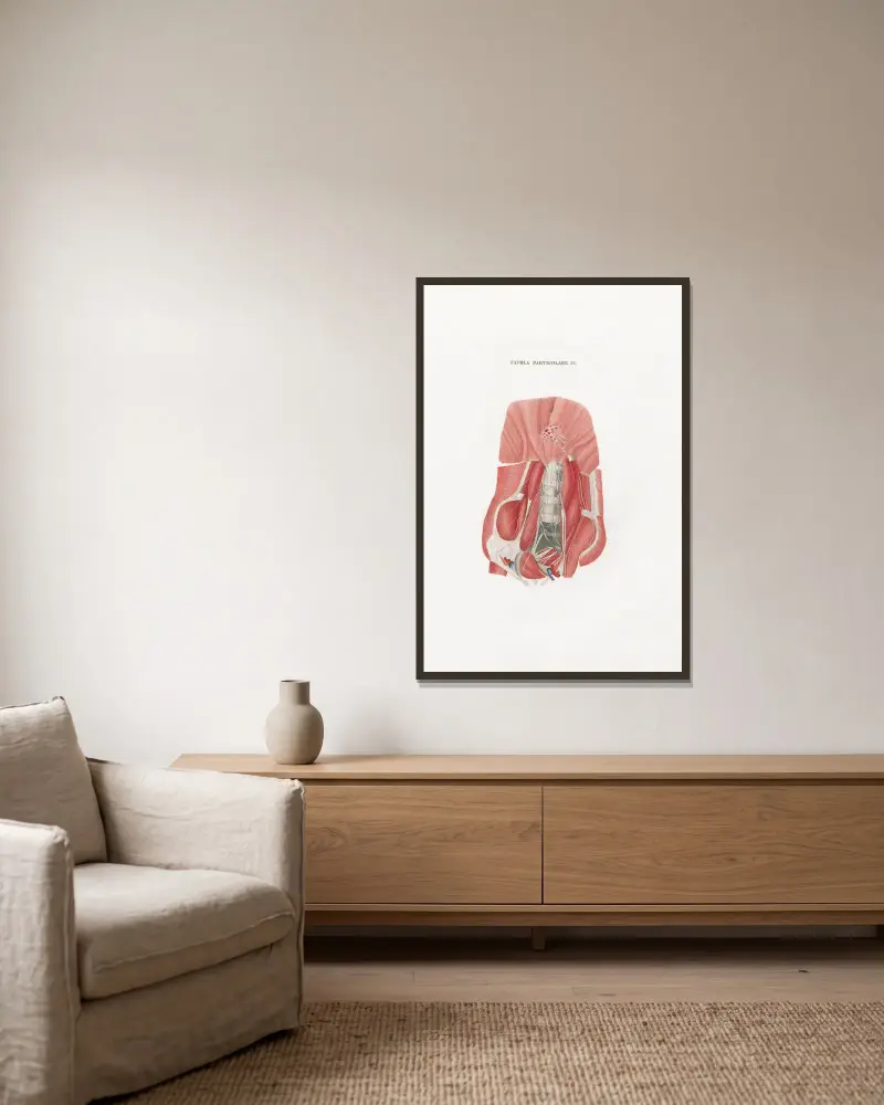 Anatomia Universale Taf. 50 von Antonio Serantoni gerahmt an einer Wand