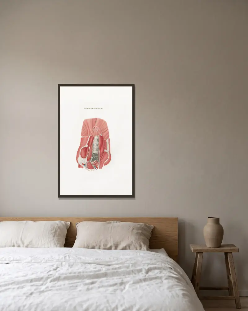 Anatomia Universale Taf. 50 von Antonio Serantoni gerahmt an einer Wand