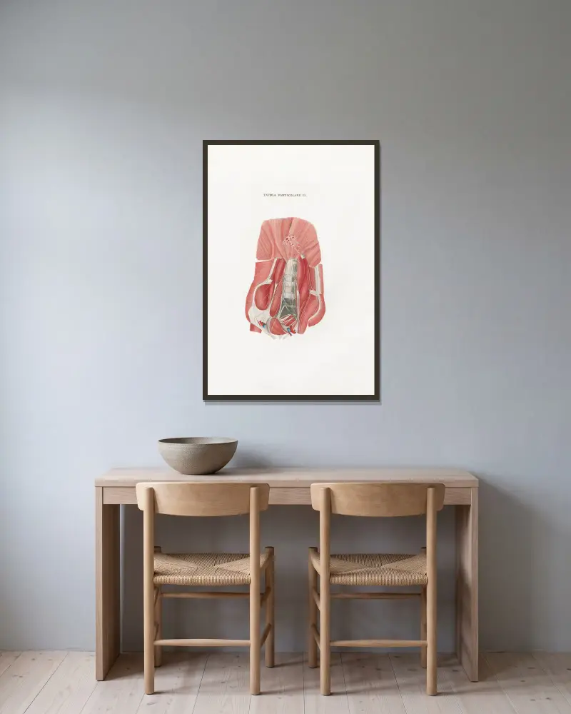 Anatomia Universale Taf. 50 von Antonio Serantoni gerahmt an einer Wand