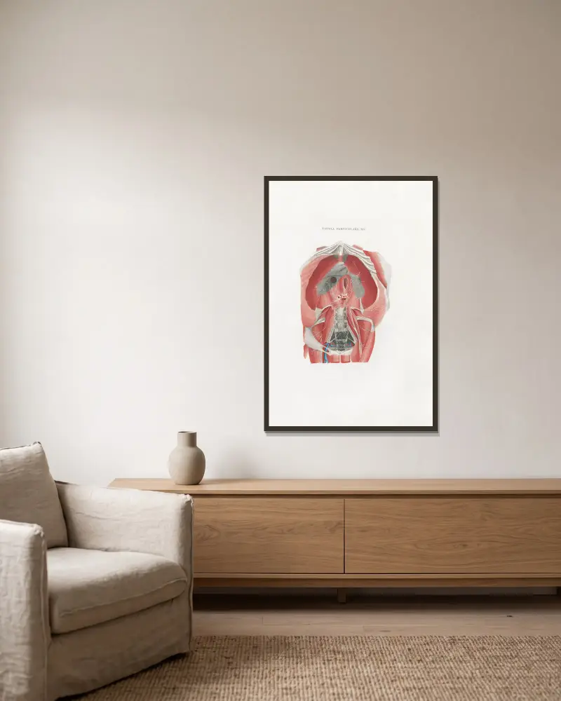 Anatomia Universale Pl.51, Antonio Serantoni v rámu na stěně