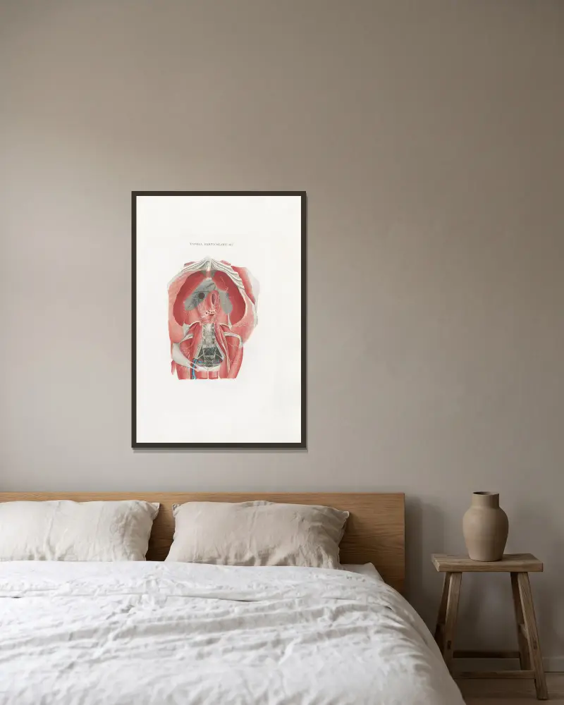 Anatomia Universale Pl.51, Antonio Serantoni v rámu na stěně