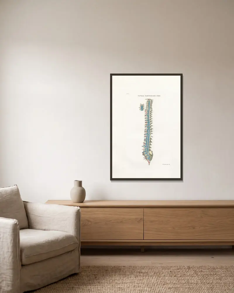 Anatomia Universale Pl.54 von Antonio Serantoni gerahmt an einer Wand
