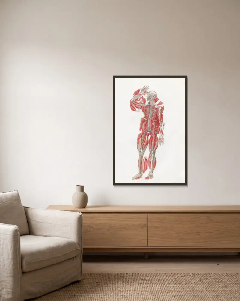 Anatomia Universale, Tafel 55 von Antonio Serantoni gerahmt an einer Wand