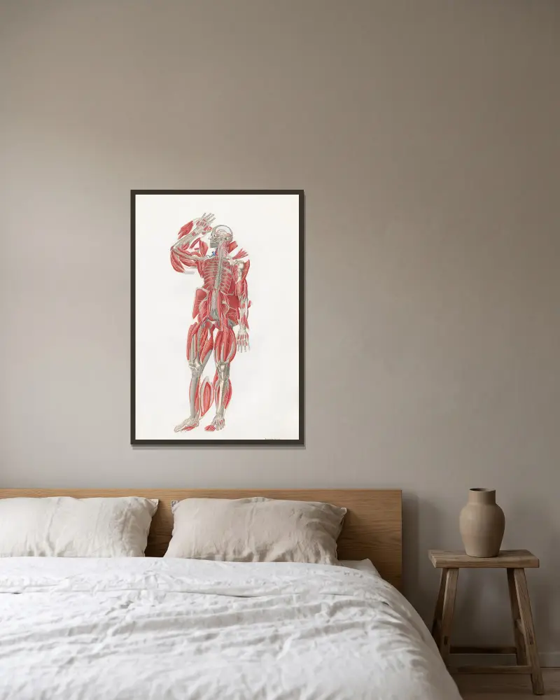 Anatomia Universale, Tafel 55 von Antonio Serantoni gerahmt an einer Wand
