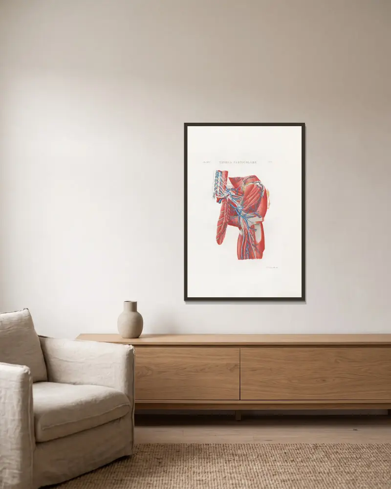 Anatomia Universale Pl.56 von Antonio Serantoni gerahmt an einer Wand