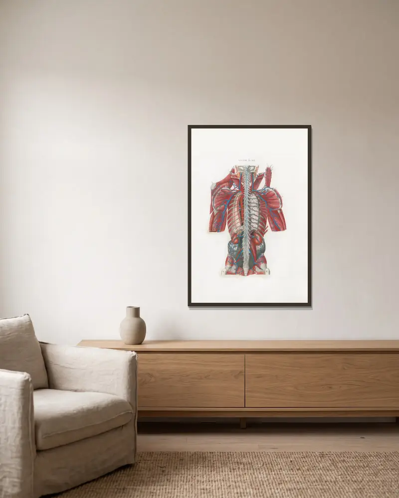 Anatomia Universale, Taf. 58 von Antonio Serantoni gerahmt an einer Wand