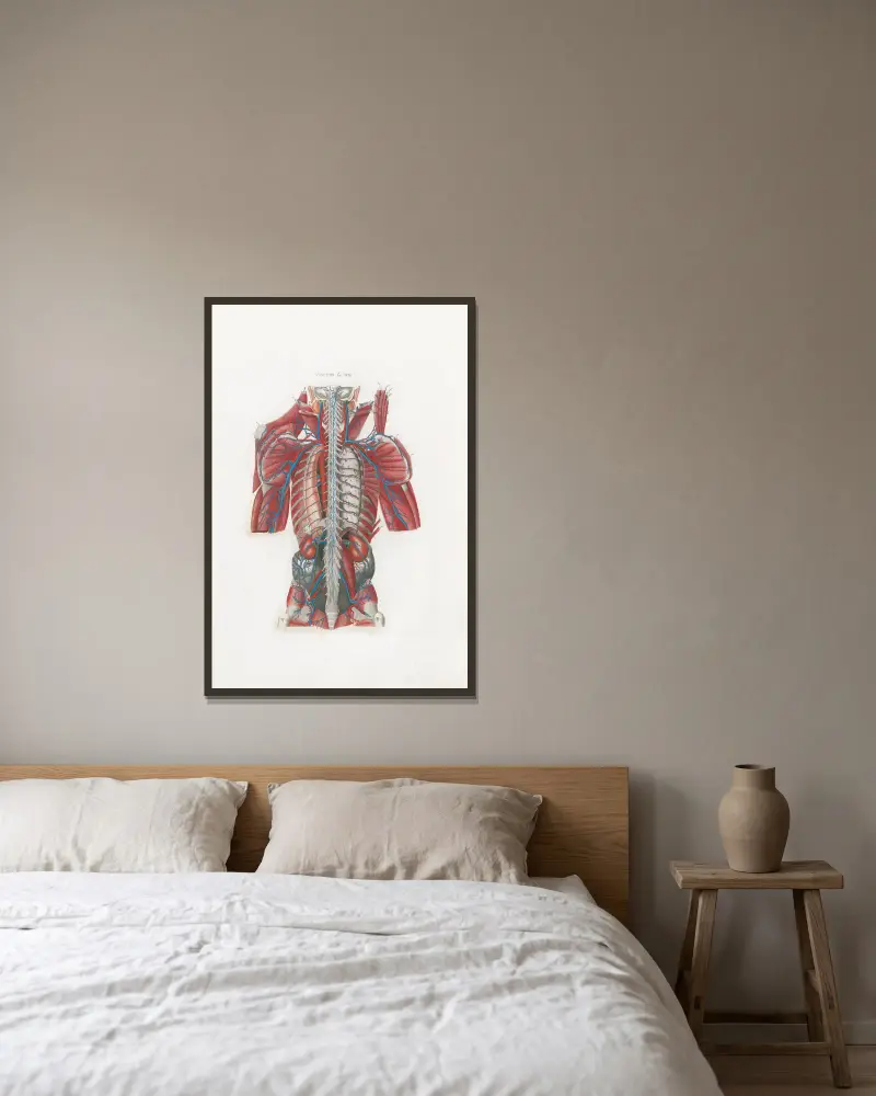 Anatomia Universale, Taf. 58 von Antonio Serantoni gerahmt an einer Wand