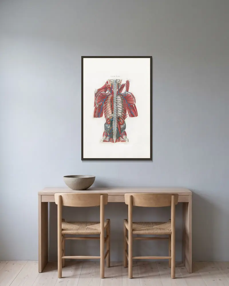 Anatomia Universale, Taf. 58 von Antonio Serantoni gerahmt an einer Wand