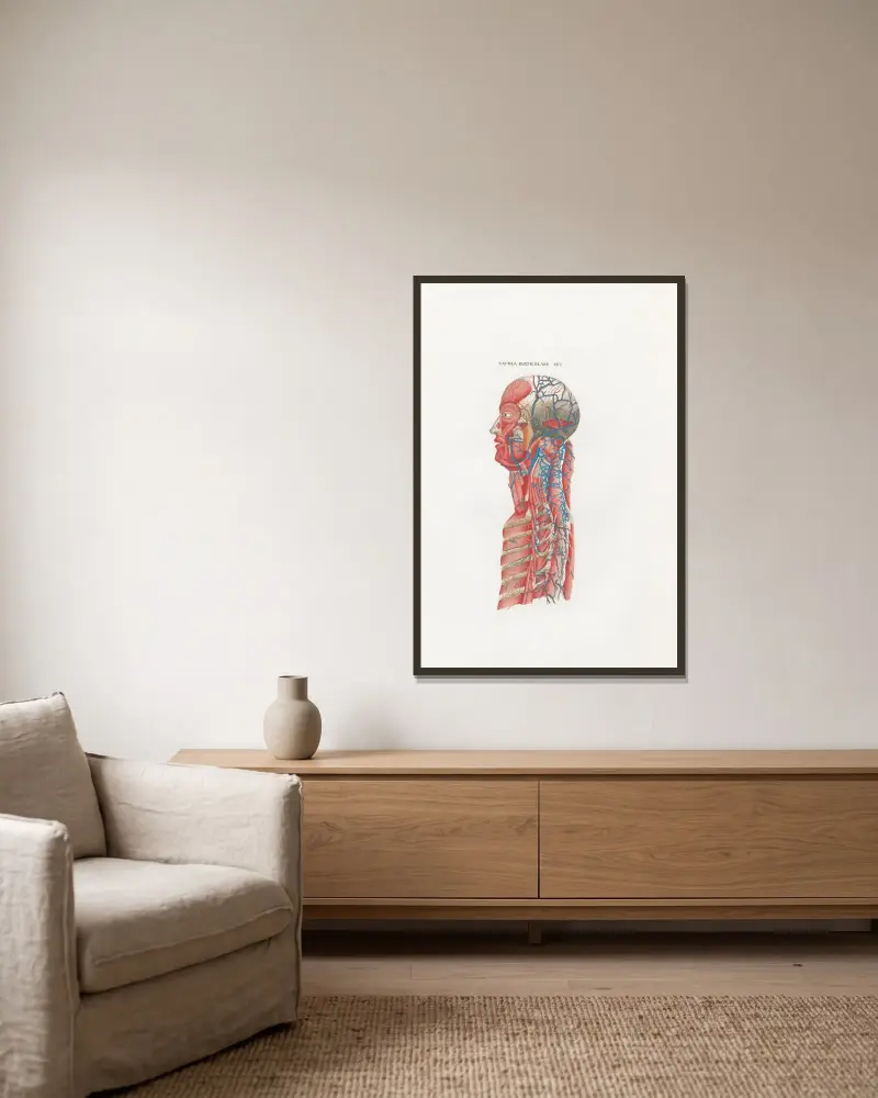 Anatomia Universale Pl.59, Antonio Serantoni v rámu na stěně