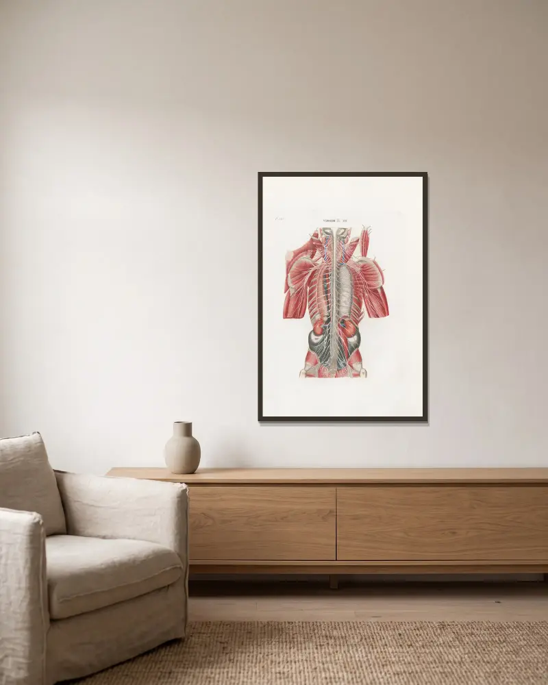 Anatomia Universale Tafel 61 von Antonio Serantoni gerahmt an einer Wand