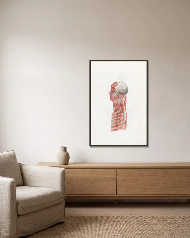 Anatomia Universale, tabule 62, Antonio Serantoni v rámu na stěně