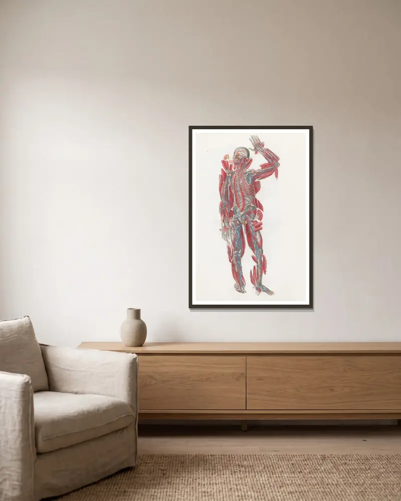 Anatomia Universale Pl. 64 von Antonio Serantoni gerahmt an einer Wand