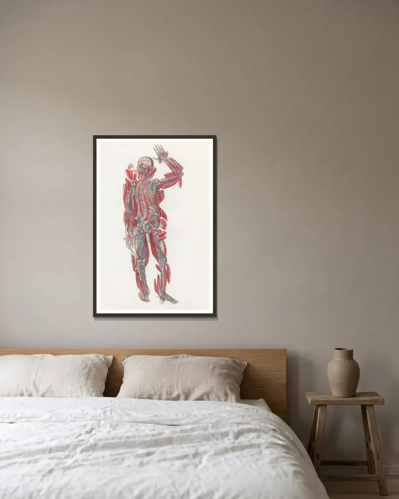 Anatomia Universale Pl. 64 von Antonio Serantoni gerahmt an einer Wand