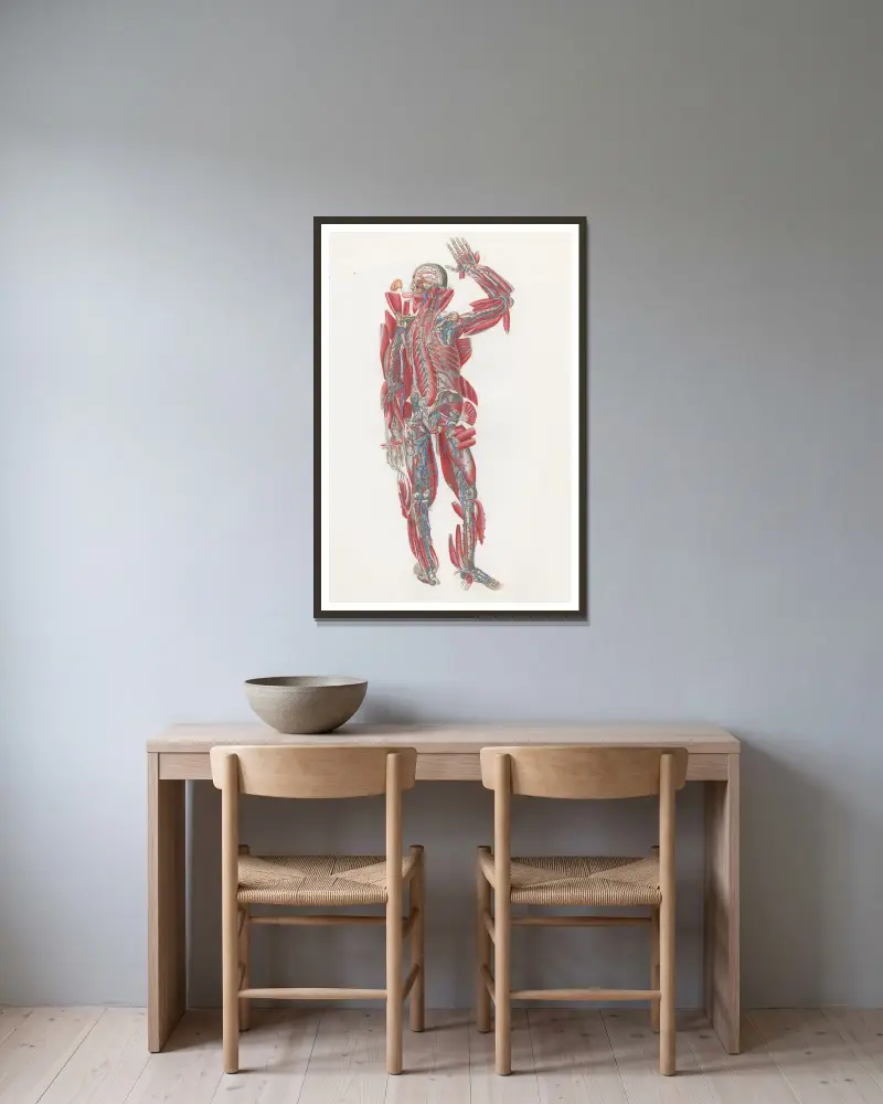 Anatomia Universale Pl. 64 von Antonio Serantoni gerahmt an einer Wand