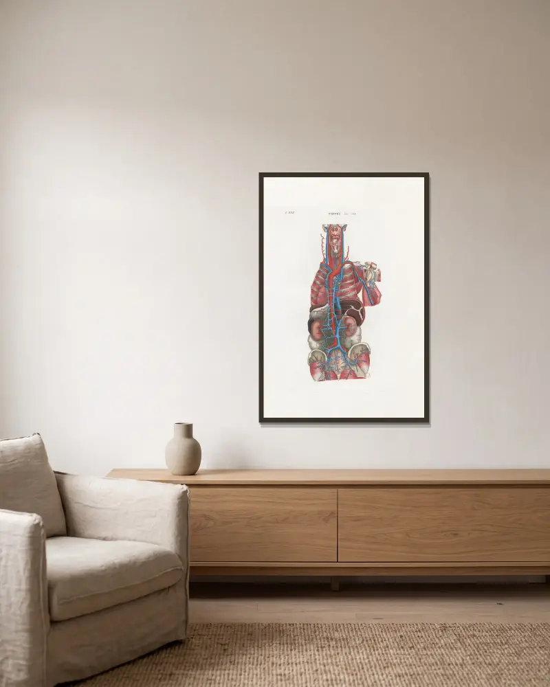Anatomia Universale Pl.66 von Antonio Serantoni gerahmt an einer Wand