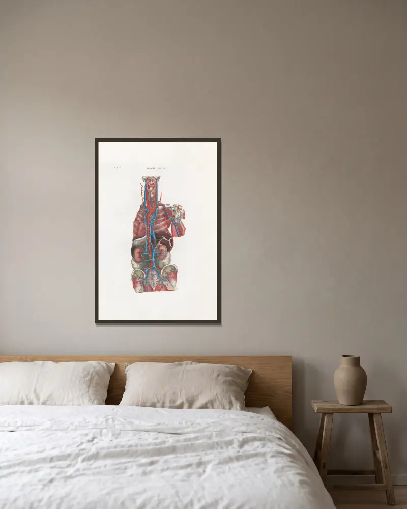 Anatomia Universale Pl.66 von Antonio Serantoni gerahmt an einer Wand
