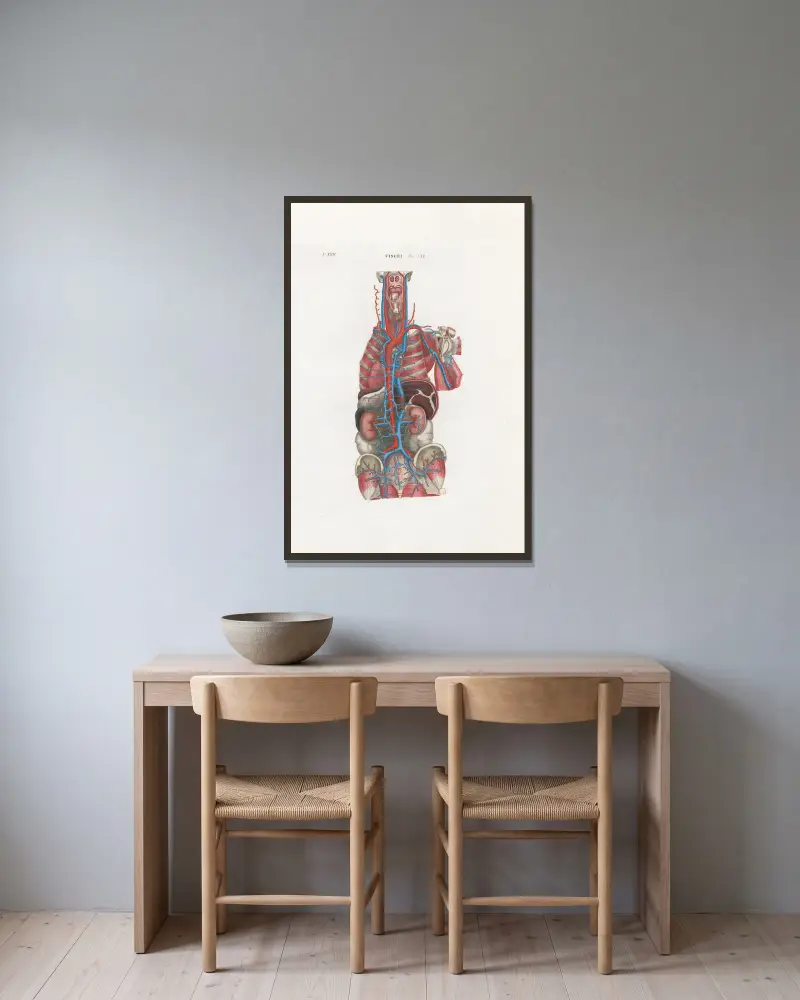 Anatomia Universale Pl.66 von Antonio Serantoni gerahmt an einer Wand