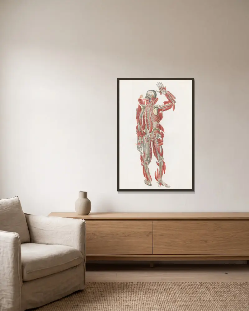 Anatomia Universale Pl.67, Antonio Serantoni w ramie na ścianie