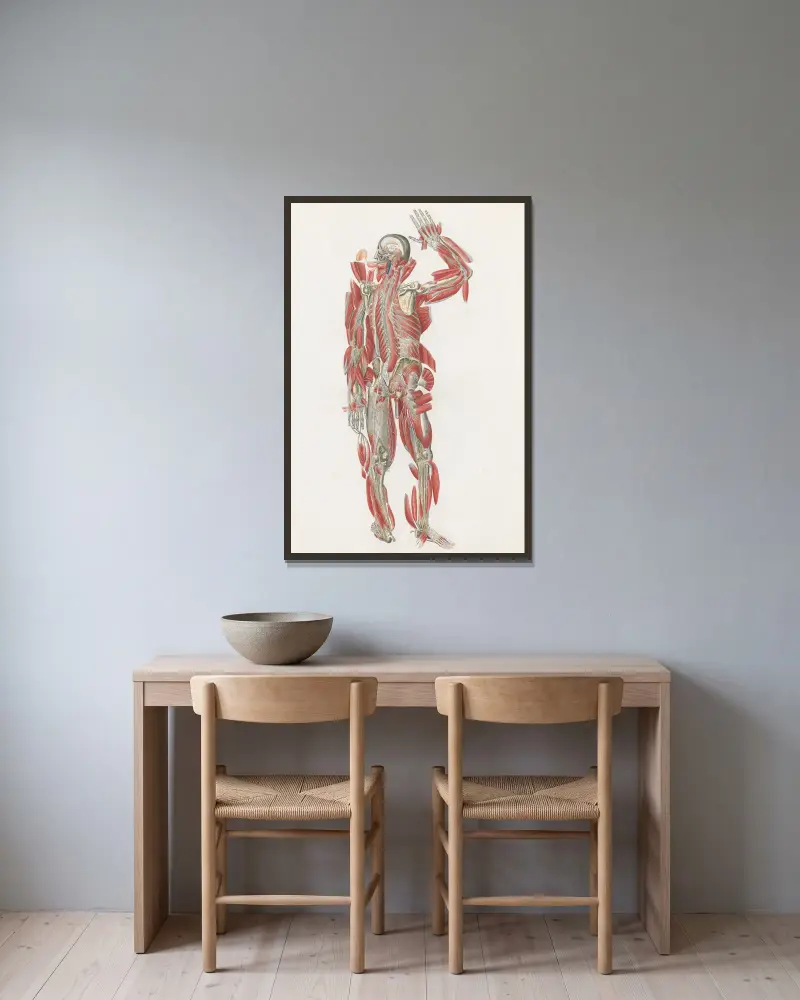 Anatomia Universale Pl.67, Antonio Serantoni w ramie na ścianie