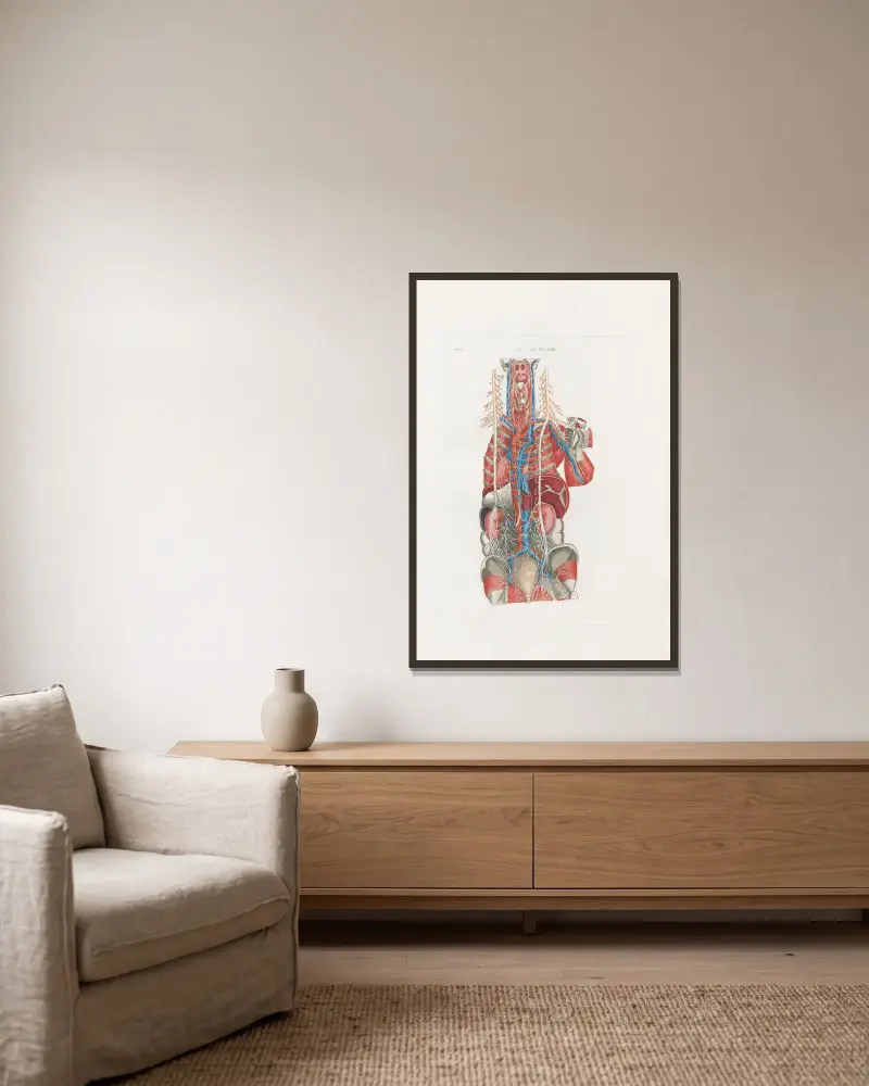 Anatomia Universale Taf. 69 von Antonio Serantoni gerahmt an einer Wand