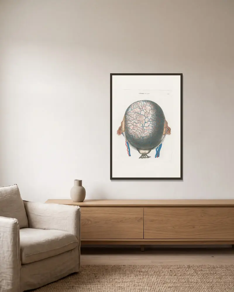 Anatomia Universale Taf. 72 von Antonio Serantoni gerahmt an einer Wand