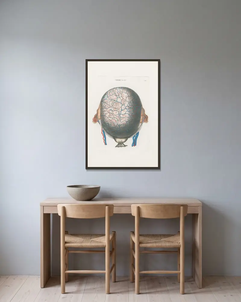 Anatomia Universale Taf. 72 von Antonio Serantoni gerahmt an einer Wand
