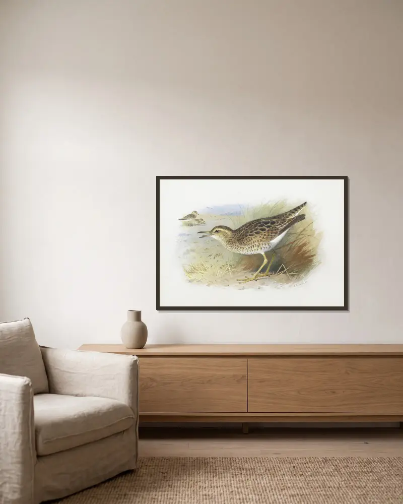 Bartram’s Plover av Archibald Thorburn inramad på en vägg
