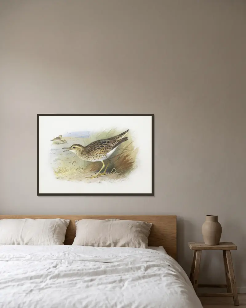 Bartram’s Plover av Archibald Thorburn inramad på en vägg