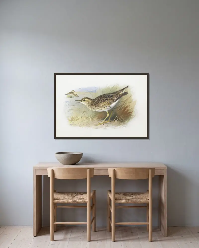 Bartram’s Plover av Archibald Thorburn inramad på en vägg
