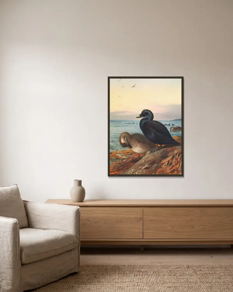 Common Scoter av Archibald Thorburn inramad på en vägg