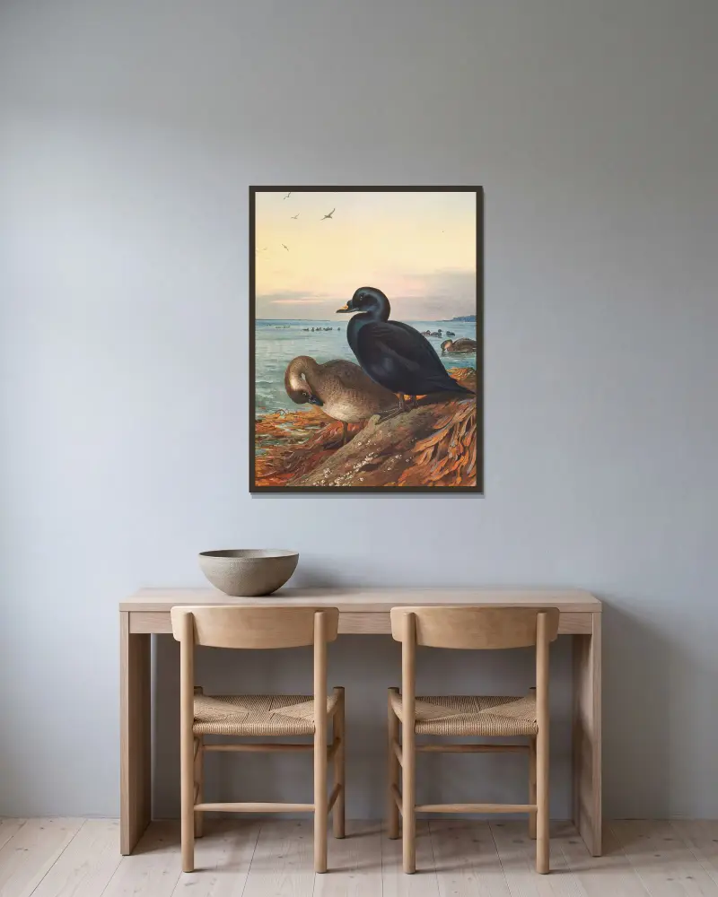 Common Scoter av Archibald Thorburn inramad på en vägg