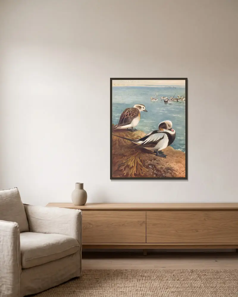 Long-Tailed Duck (Winter), 1913 – nr 1 av Archibald Thorburn inramad på en vägg